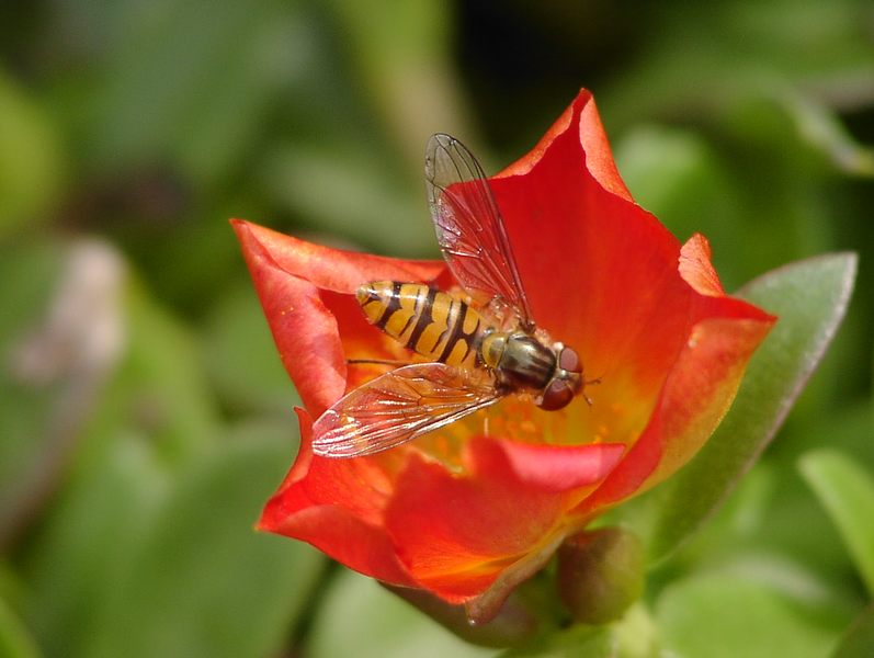 Schwebfliege auf Blüte der Mittagsblume