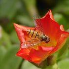 Schwebfliege auf Blüte der Mittagsblume