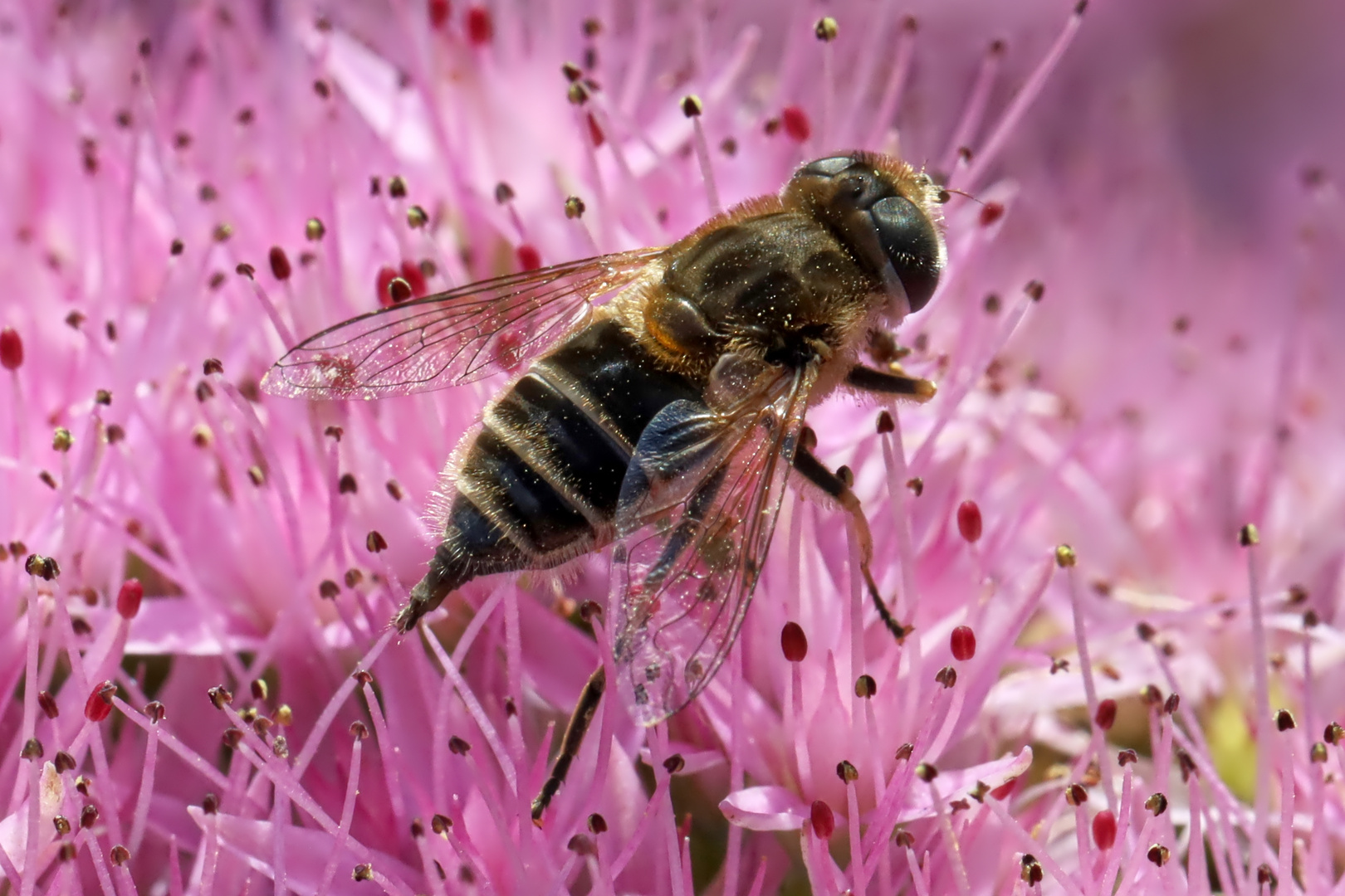 Schwebfliege auf Blüte einer fetten Henne - hover fly at blossom of Fette Henne