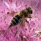 Schwebfliege auf Blüte einer fetten Henne - hover fly at blossom of Fette Henne