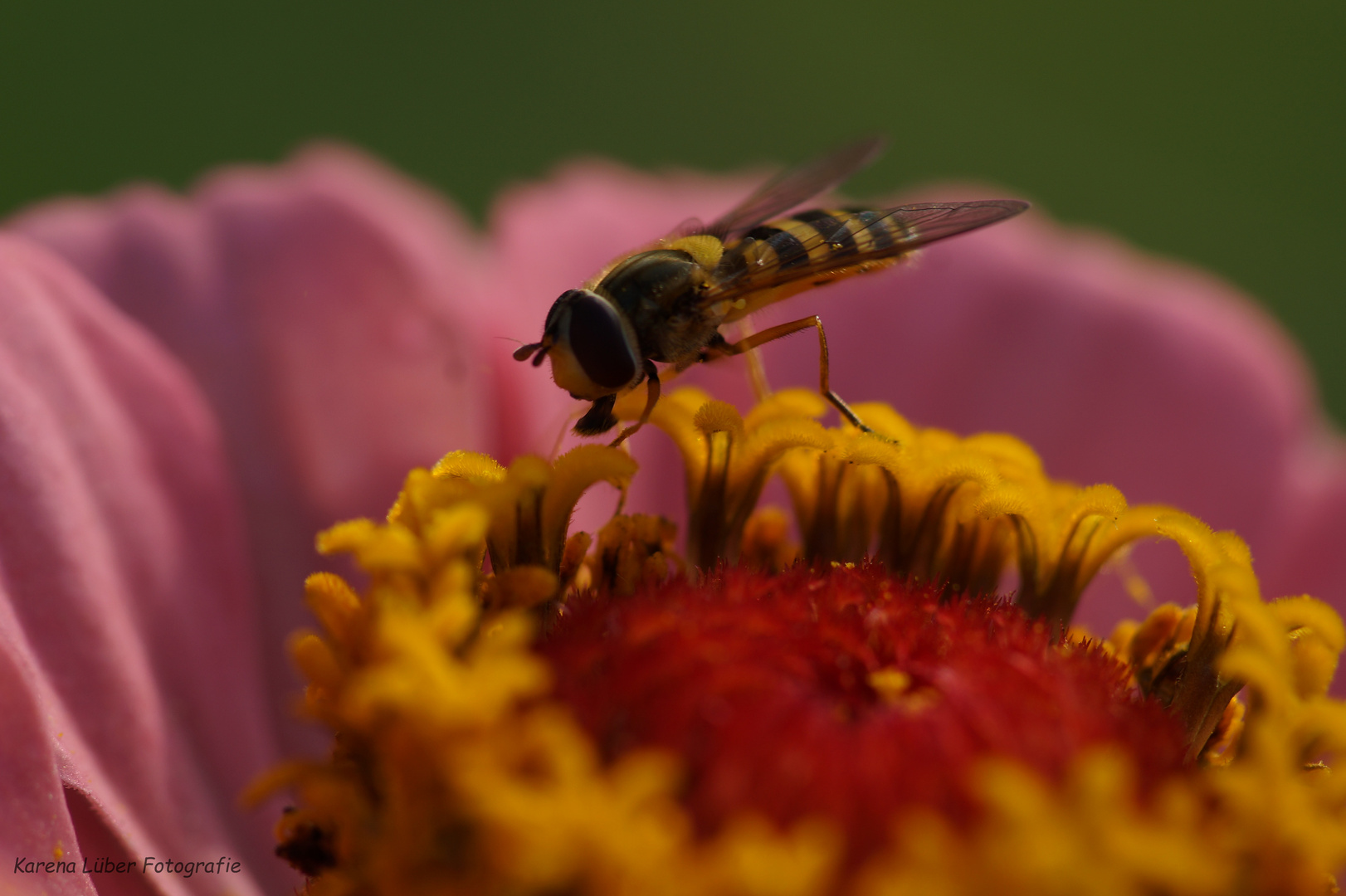 Schwebfliege auf Blüte