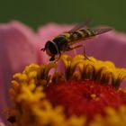 Schwebfliege auf Blüte