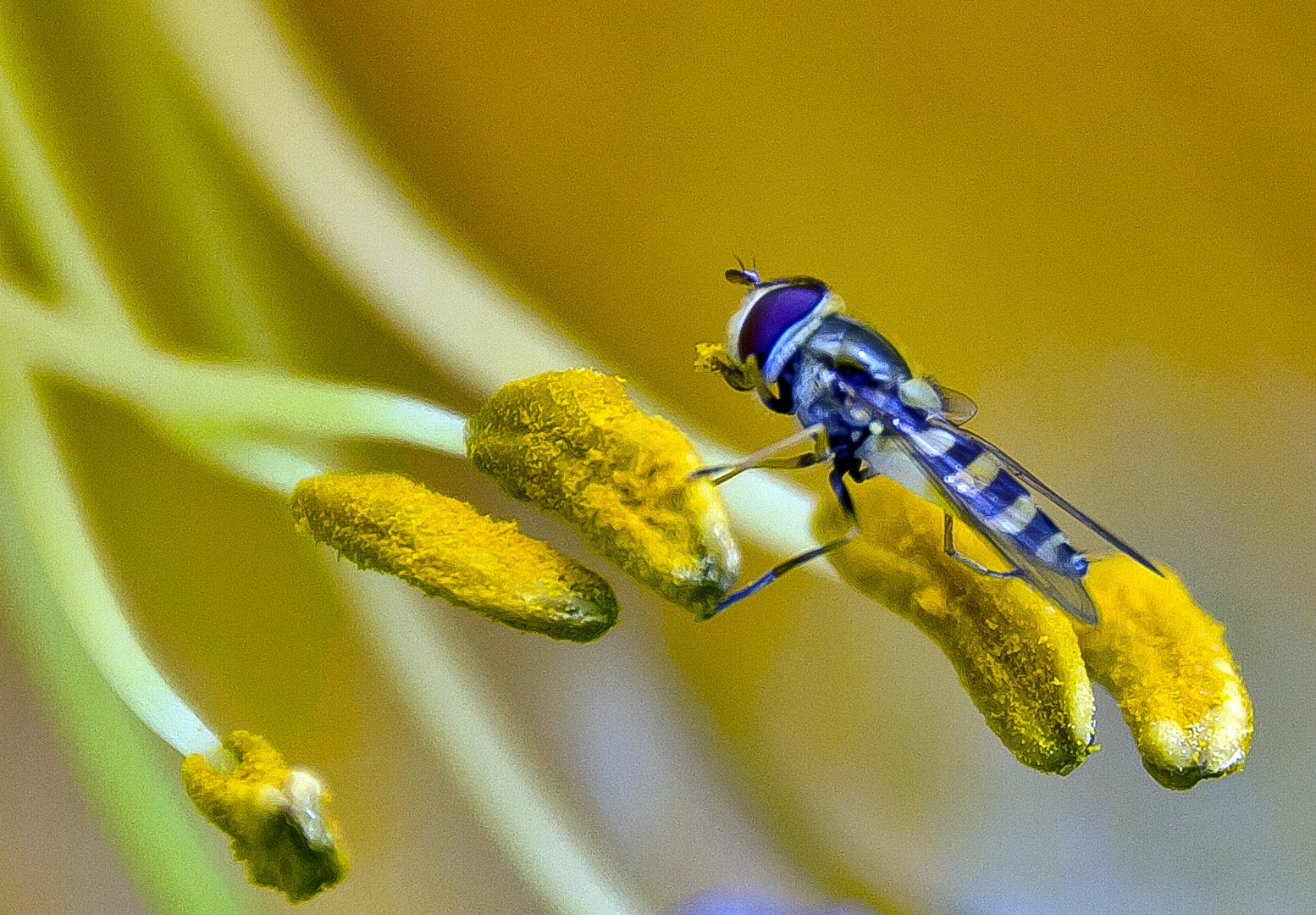 Schwebfliege auf Blütenstempel....