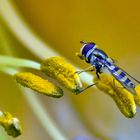 Schwebfliege auf Blütenstempel....