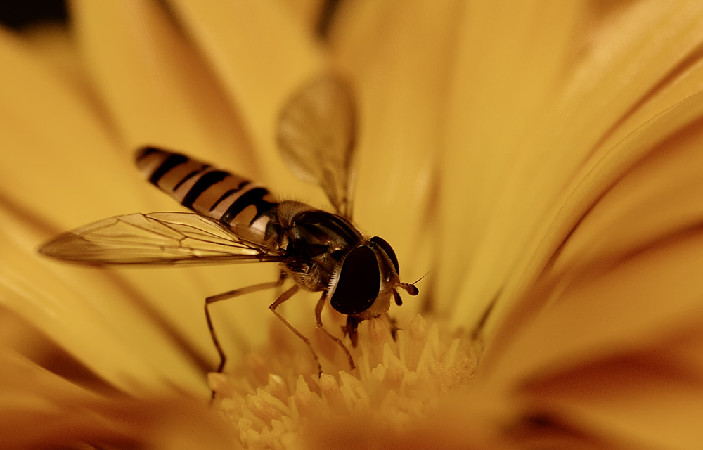 Schwebfliege auf Blume