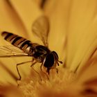 Schwebfliege auf Blume