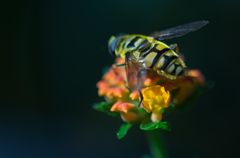 Schwebfliege auf Blume