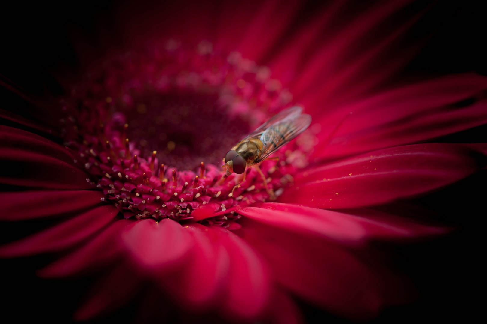 Schwebfliege auf Blume