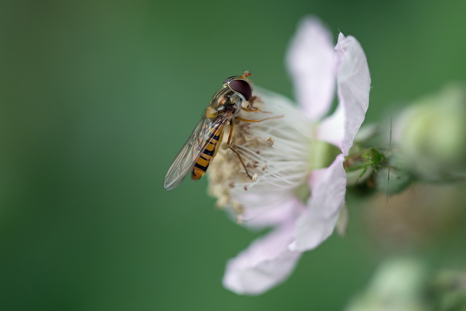 Schwebfliege auf Brombeerblüte