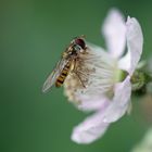 Schwebfliege auf Brombeerblüte