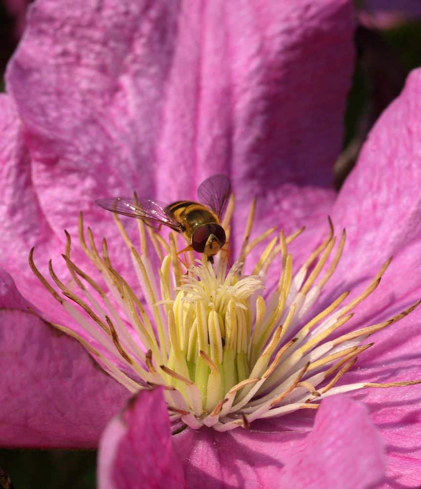 Schwebfliege auf Clematis