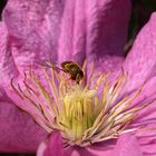 Schwebfliege auf Clematis