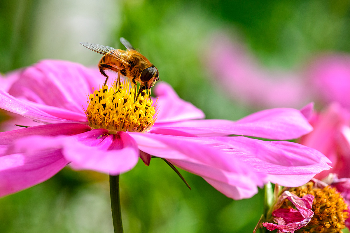 Schwebfliege auf Cosmea