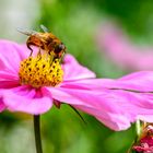 Schwebfliege auf Cosmea