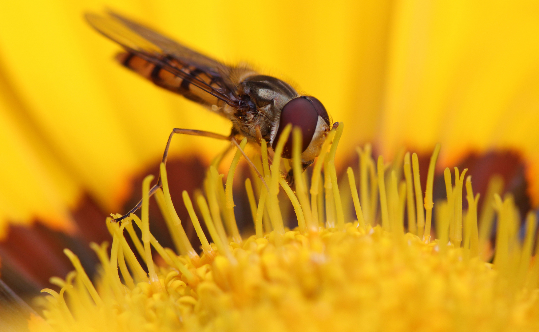 Schwebfliege auf Dahlie