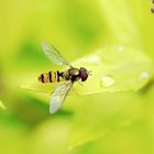 Schwebfliege auf dem Blatt