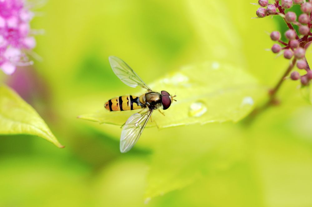 Schwebfliege auf dem Blatt