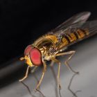 Schwebfliege auf dem Fenster