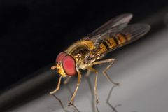 Schwebfliege auf dem Fenster