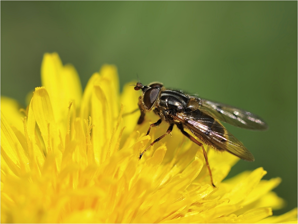 Schwebfliege auf dem Löwenzahn