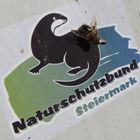 Schwebfliege auf dem Ritt ins neue Jahr 