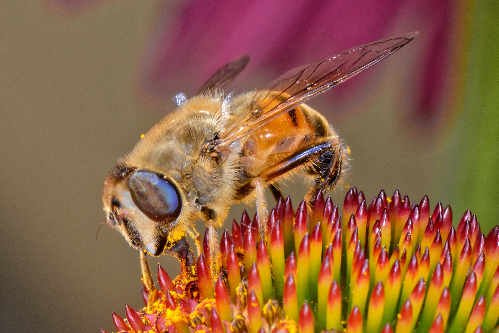 Schwebfliege auf dem Sonnenhut