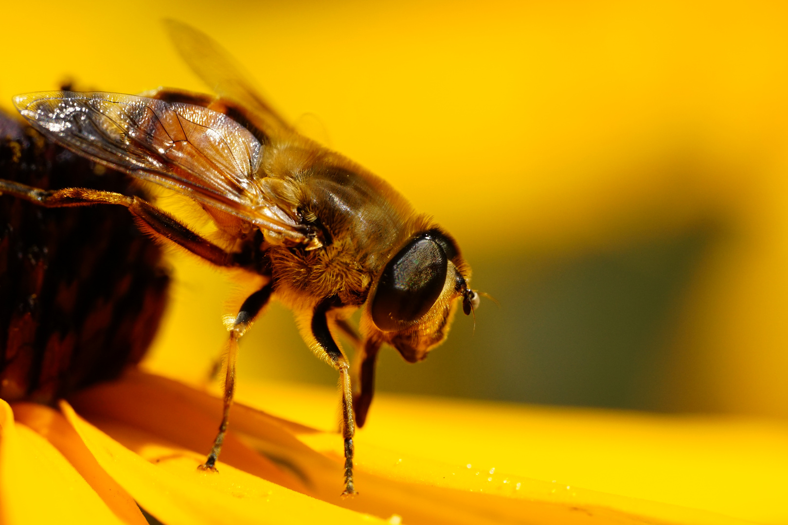 Schwebfliege auf der Blüte