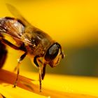 Schwebfliege auf der Blüte