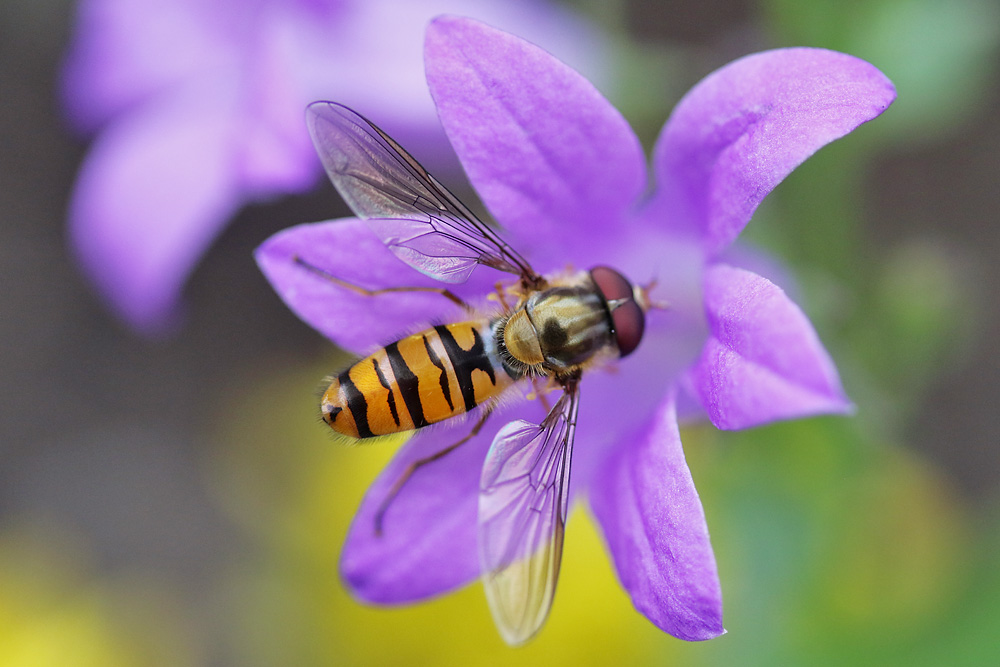 Schwebfliege auf der Blumenblüte