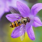 Schwebfliege auf der Blumenblüte