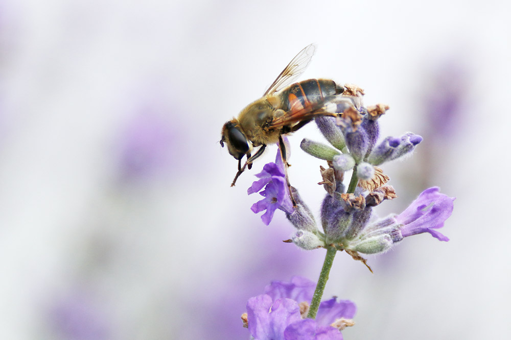 Schwebfliege auf der Lavendelblüte