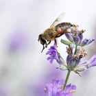 Schwebfliege auf der Lavendelblüte