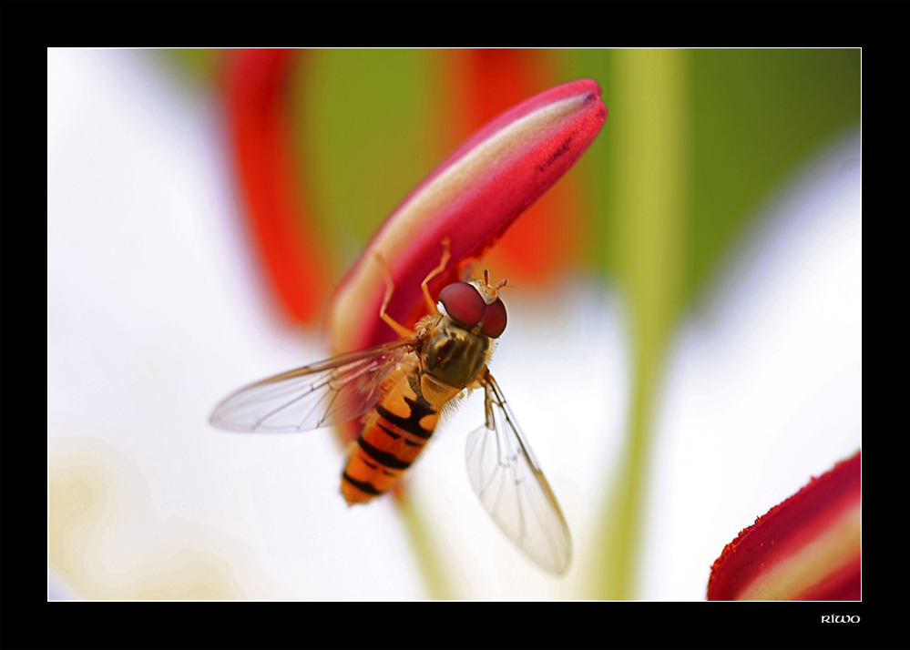 Schwebfliege auf der Lilie in unserem Garten....