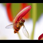 Schwebfliege auf der Lilie in unserem Garten....