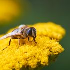 Schwebfliege auf der Schafgarbe.