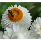 Schwebfliege auf der Strohblume