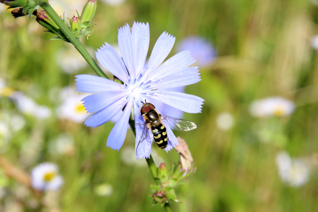  Schwebfliege auf der Wegwarte