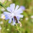  Schwebfliege auf der Wegwarte