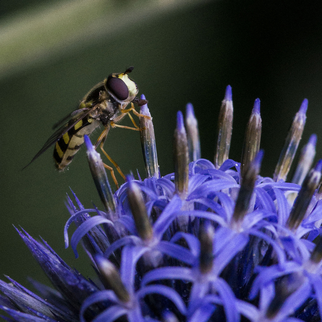 Schwebfliege auf Diestelblüte