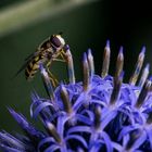 Schwebfliege auf Diestelblüte