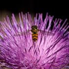 Schwebfliege auf Diestelblüte - hover fly on thistel blossom