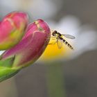 Schwebfliege auf Digitalis