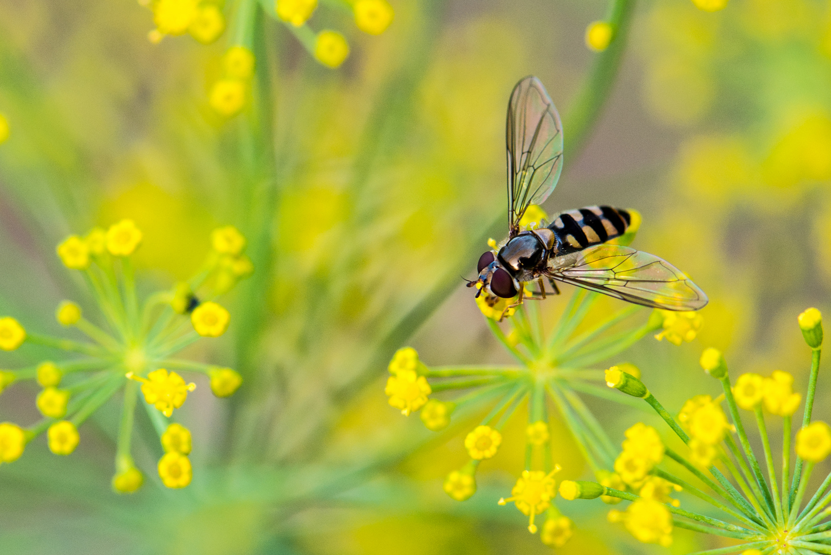 Schwebfliege auf Dillblüten