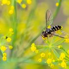 Schwebfliege auf Dillblüten