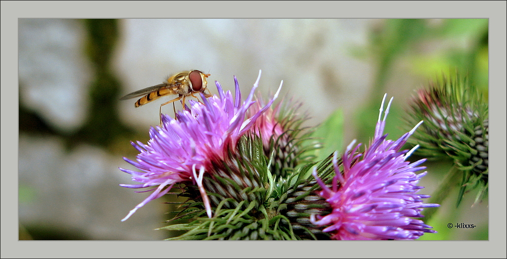 Schwebfliege auf Distel