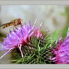 Schwebfliege auf Distel