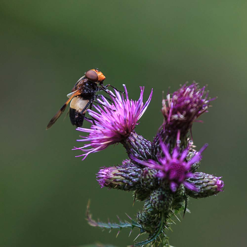 Schwebfliege auf Distel