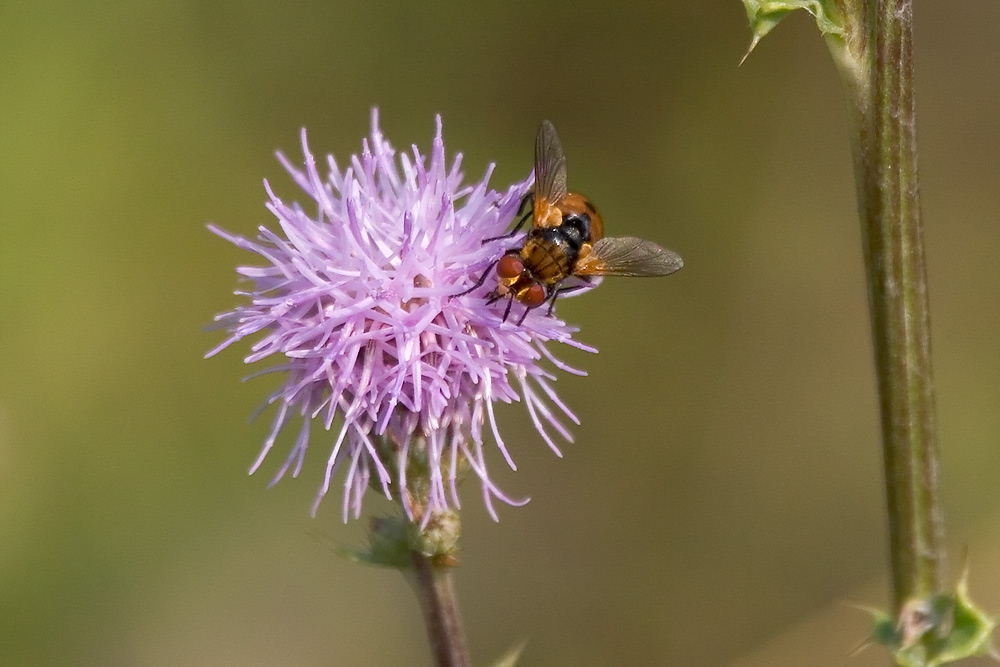 Schwebfliege auf Distelblüte