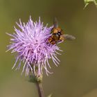 Schwebfliege auf Distelblüte