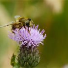 Schwebfliege auf Distelblüte